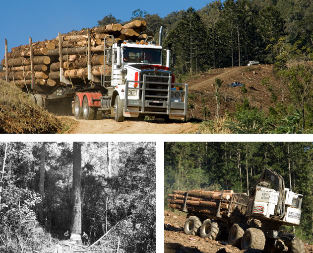 Logging truck carting harvested logs for treatment.